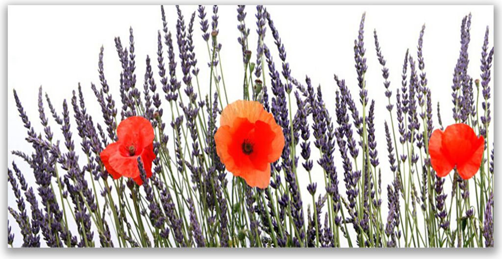 Glasbilder 120x60 Wandbild Druck auf Glas Blumen Pflanzen