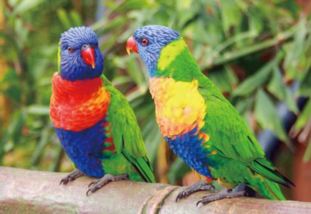 3 D Ansichtskarte Loris, Postkarte Wackelkarte Hologrammkarte Tiere Tier Papagei Vogel Lori