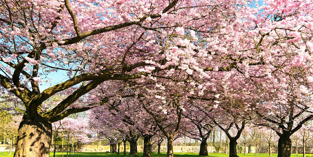 Tulup Leinwandbild - 140x70 cm - Wandkunst - Drucke auf Leinwand - Leinwanddruck - Blumen & Pflanzen - Rosa - Kirschbäume