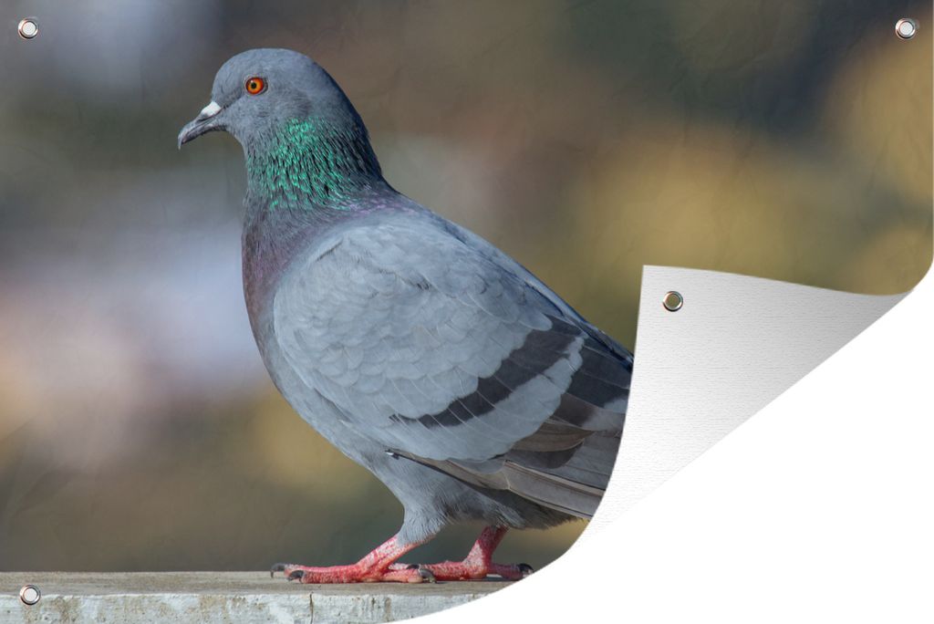 MuchoWow 120x80 cm Outdoor-Poster Gartendeko Sichtschutz Garten Poster für den Garten Taube - Vogel - Zaun