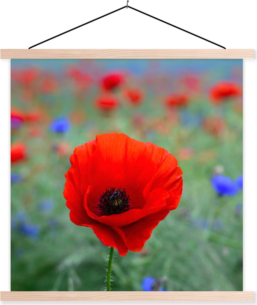 MuchoWow Textilposter Lila und rote Mohnblumen auf einer Wiese 40x40 cm mit holzfarbenen Rahmen - Posterleiste