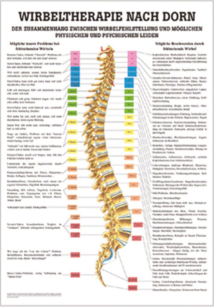 Dorntherapie Lehrtafel Anatomie 100x70 cm medizinische Lehrmittel