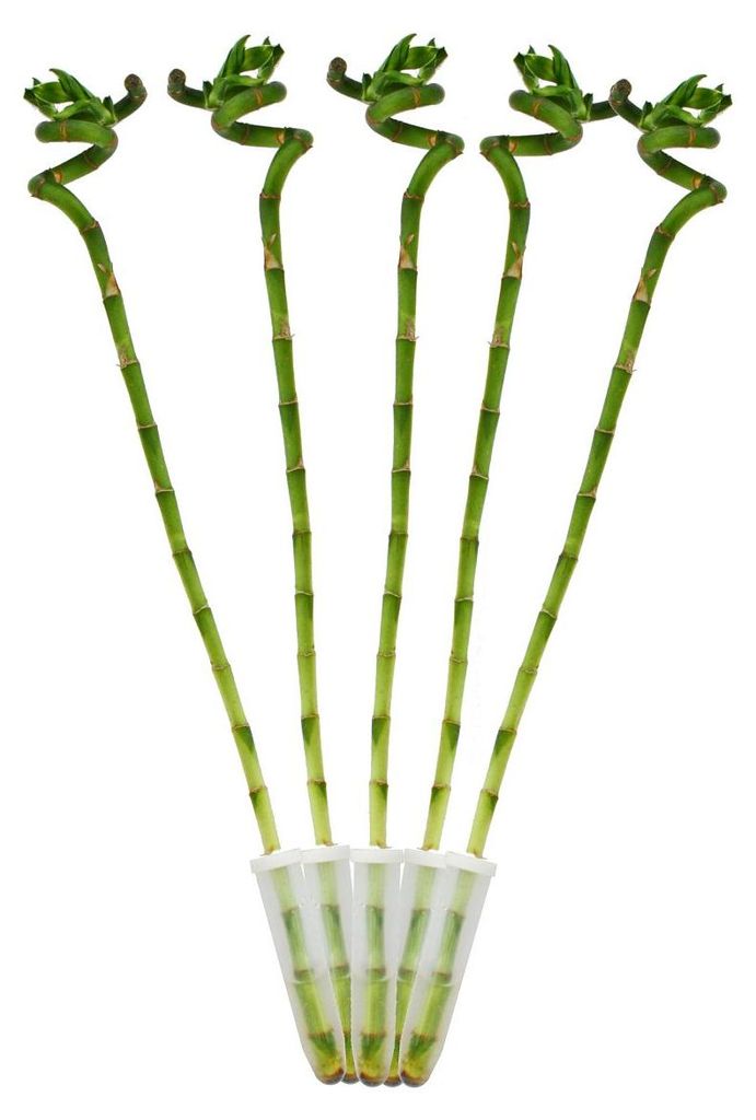 Sada 5ks štastných bambusu 'Lucky Bamboo' - spirála - v Obrázek produktu 
