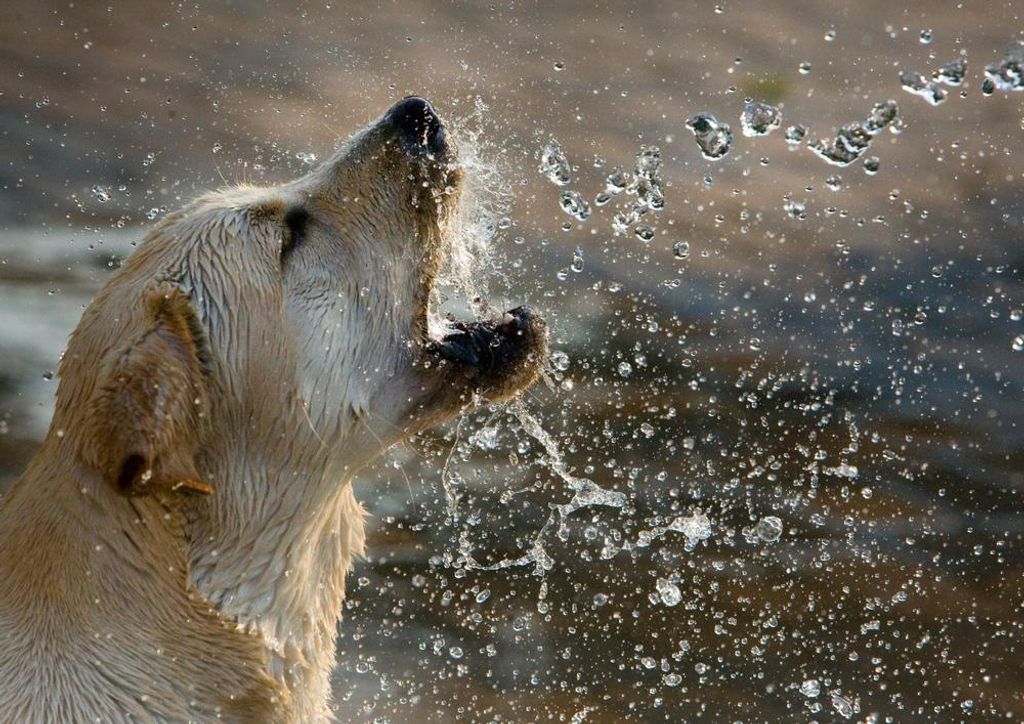 hansepuzzle 31385 - Hund am Wasser Puzzle, 260 Teile, Tierwelt, 41,0 x 28,0cm mit hochwertiger Aufbewahrung, Kartonbox & Beutel