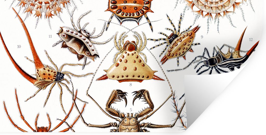 MuchoWow Wandtattoo Wandsticker Wandaufkleber Retro - Spinne - Ernst Haeckel - Spinnen 160x80 cm Selbstklebend und Repositionierbar - Sticker - D...