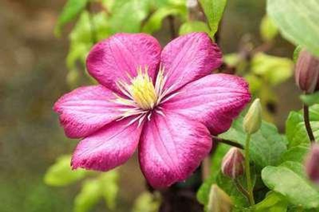 Clematis hybr. 'Ville de Lyon' - Waldrebe 'Ville de Lyon' 50-60 cm | Topf