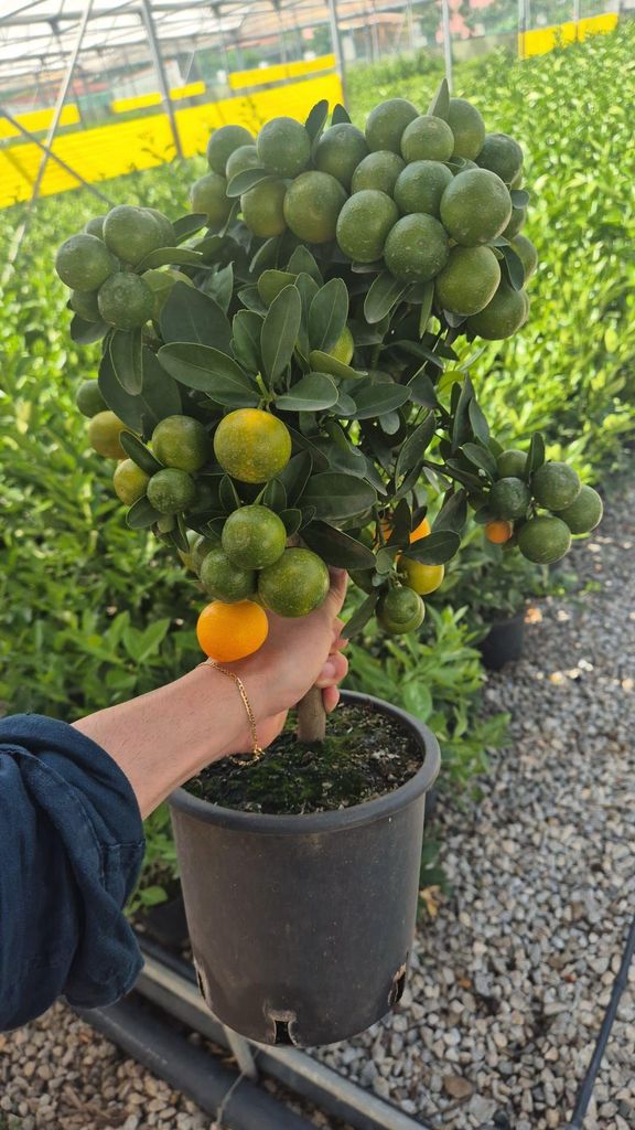 A hand holding a potted Calamondin tree with many small oranges and green leaves.