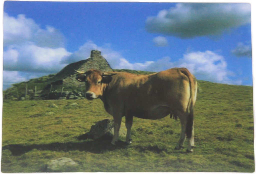 3D Postkarte Aubrac Kuh