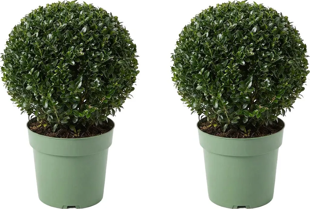 Ilex Crenata Jenny Houx Japonais Rustique et Persistant - Hauteur 30-40cm