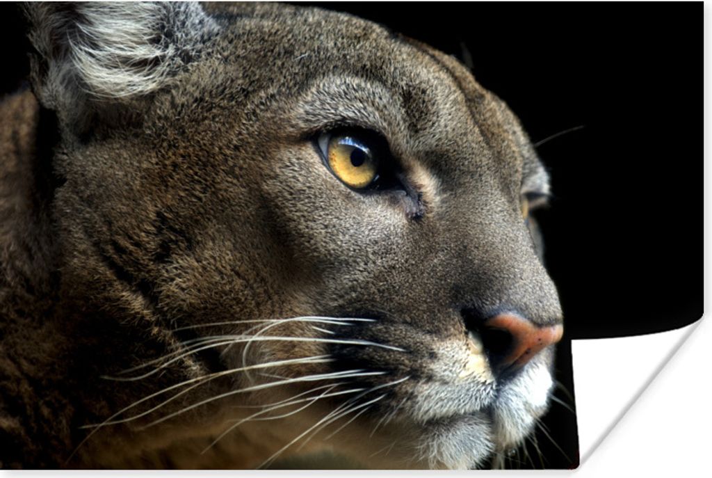 MuchoWow Poster Puma - Wilde Tiere - Porträt 180x120 cm - Fotoplakat
