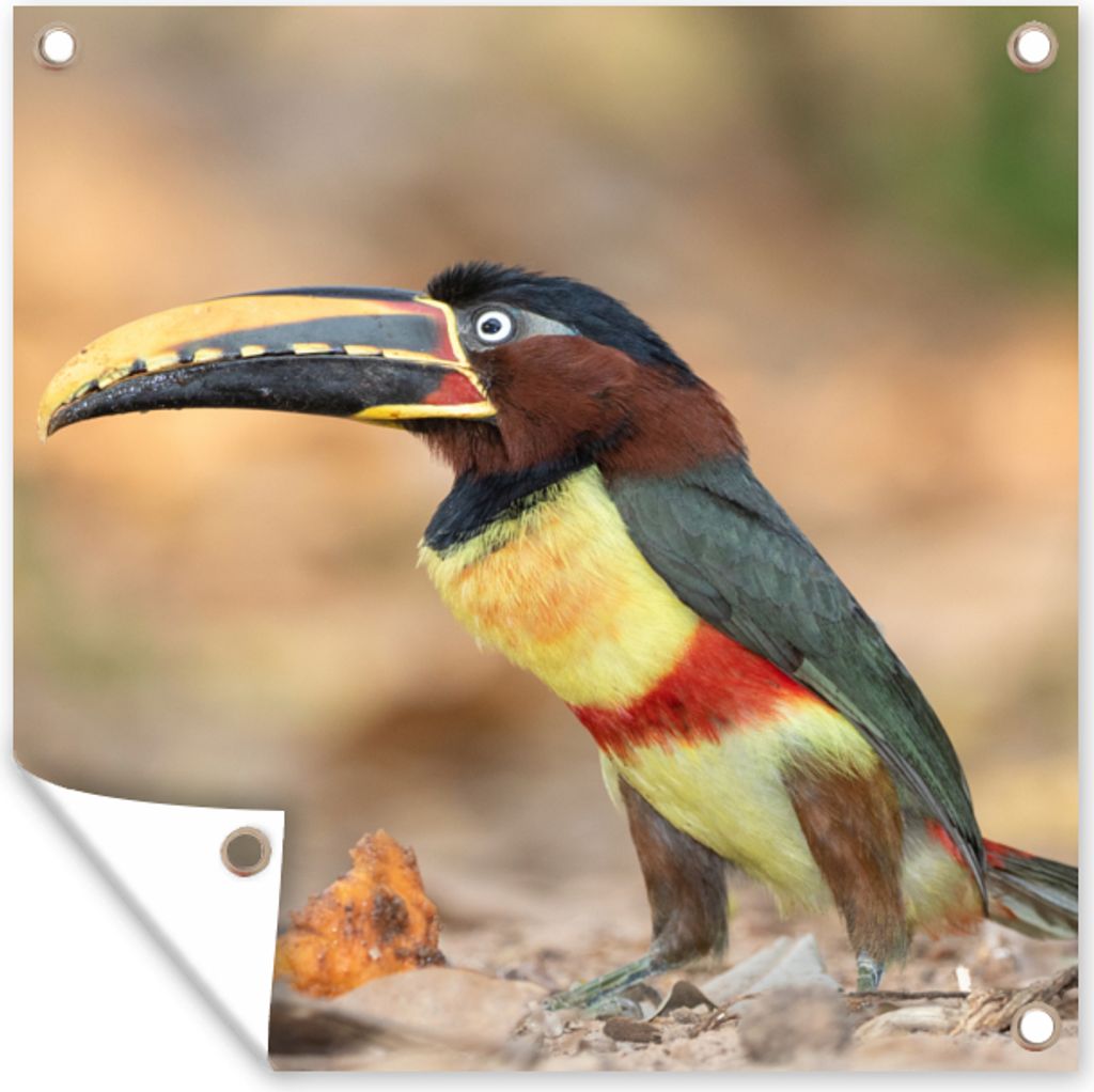 MuchoWow 100x100 cm Outdoor-Poster Gartendeko Sichtschutz Garten Poster für den Garten Vogel - Tukan - Federn - Natur