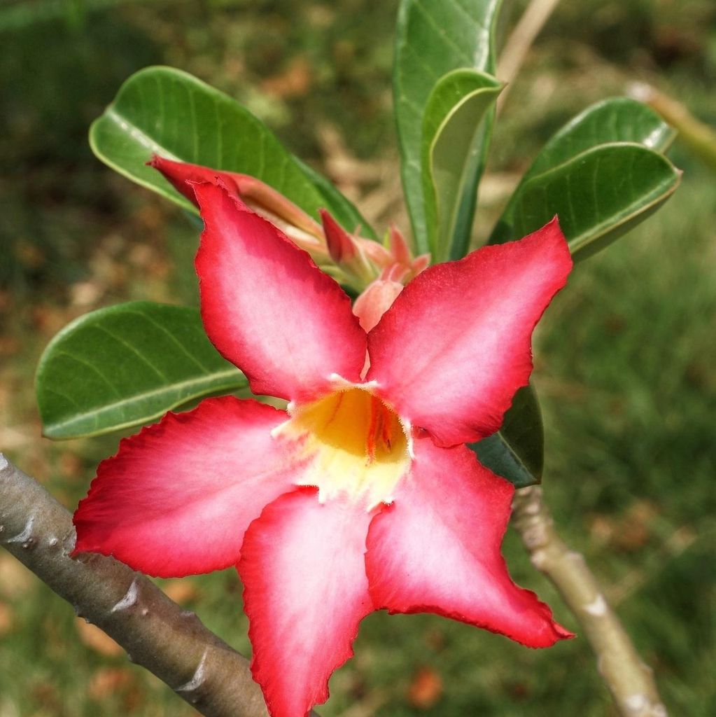 Wüstenrose (Adenium obesum) - 10 Samen