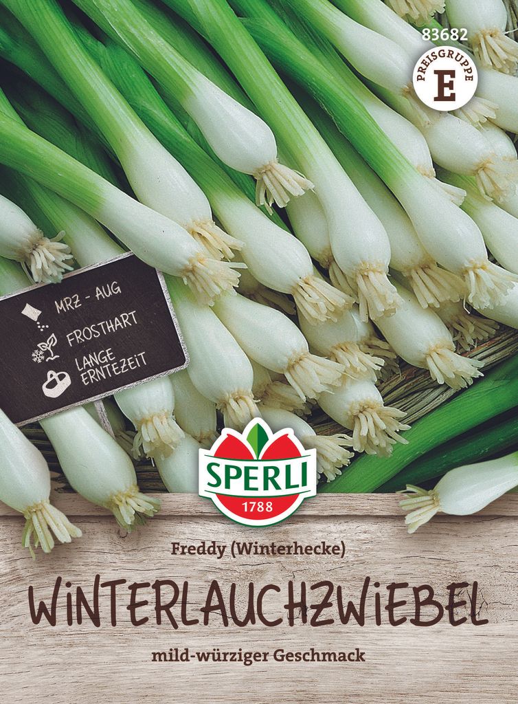 SPERLI Zwiebelsamen Freddy Winterheckenzwiebel Allium Produktbild 
