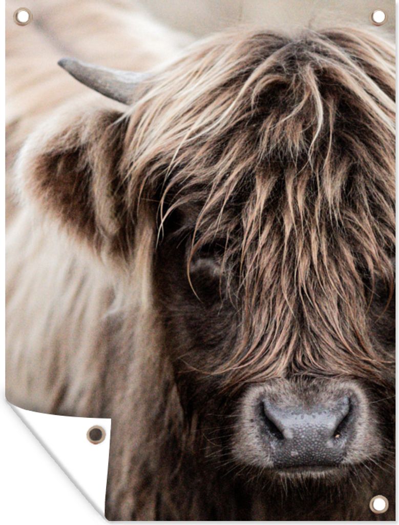 MuchoWow 30x40 cm Outdoor-Poster Gartendeko Sichtschutz Garten Poster für den Garten Schottischer Highlander - Tier - Hoorn