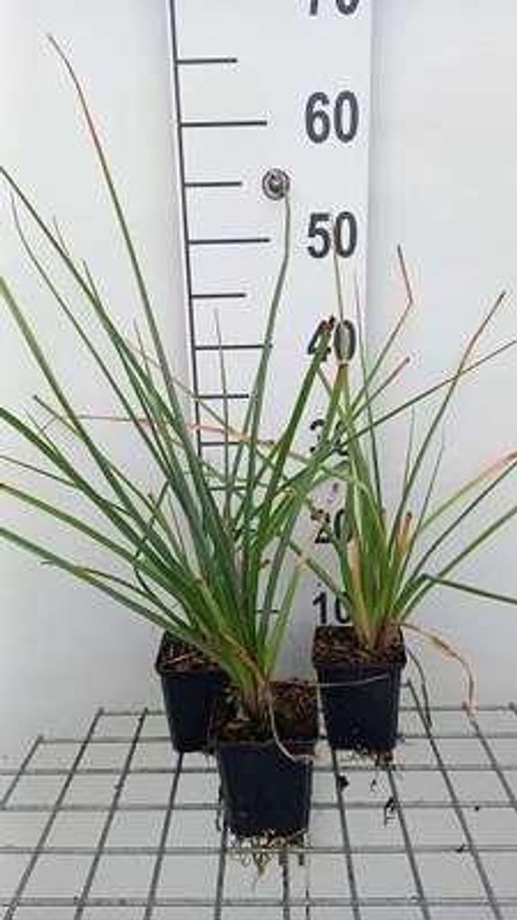 6 x Kniphofia uvaria 'Grandiflora' - Fackellilie - Topf 9 x 9 cm