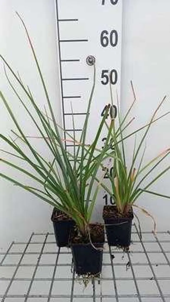 6x Kniphofia uvaria Grandiflora - Lys Torche en Pots de 9x9 cm pour Jardin