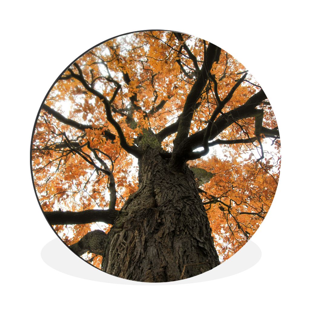 MuchoWow Aluminium Wandkreis Amerikanische Kastanie im Herbst Ø 90 cm Wanddeko Modern Wohnzimmer - Mauerkreis - Wandbilder - Runde Bild - Bild a...