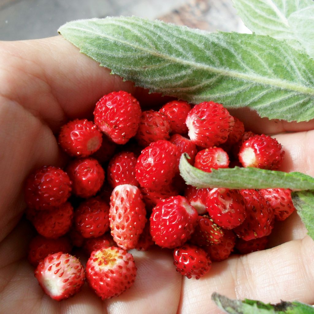 Monatserdbeeren Rügen Samen - Fragaria vesca - Erdbeersamen Produktbild 5