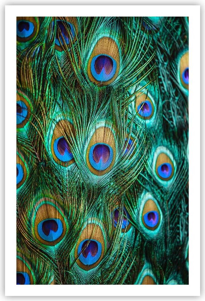 Poster - Poster ohne Rahmen - Pfauen Feder Makro - 61x91,5 cm - Wand Bild - Wanddeko - Wandbilder - Kunstposter - Wandposter - Bilder - Kunstdruck ...