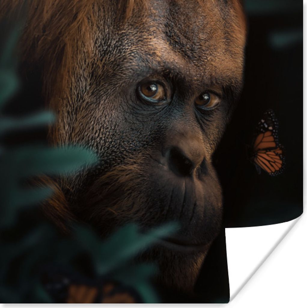 MuchoWow Poster Schmetterling - Affe - Pflanzen 100x100 cm - Babyzimmer