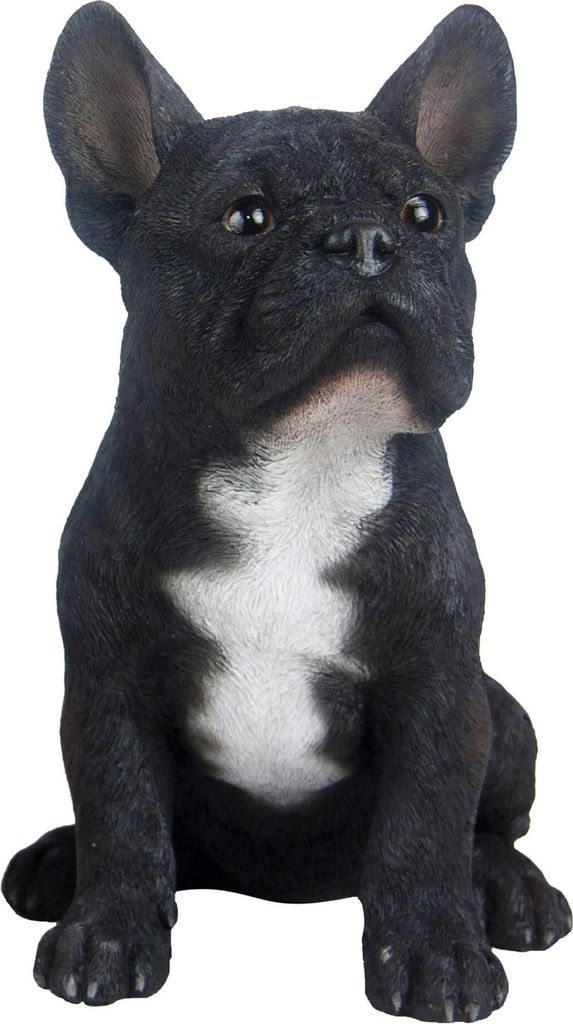 Französische Bulldogge in SCHWARZ mit weißen Akzenten. Produktbild 