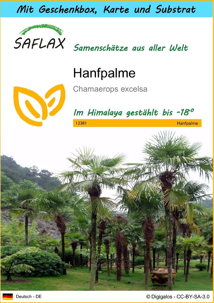 SAFLAX - Geschenk Set - Hanfpalme - 10 Samen - Mit Geschenk- / Versandbox, Versandaufkleber, Geschenkkarte und Anzuchtsubstrat - Chamaerops excelsa