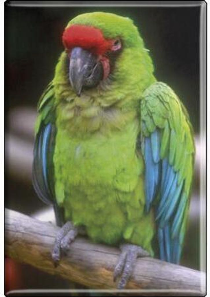 TIERMAGNET - Vogel Papageien - Gr. ca. 8 x 5,5 cm - 37237 - Küchenmagnet