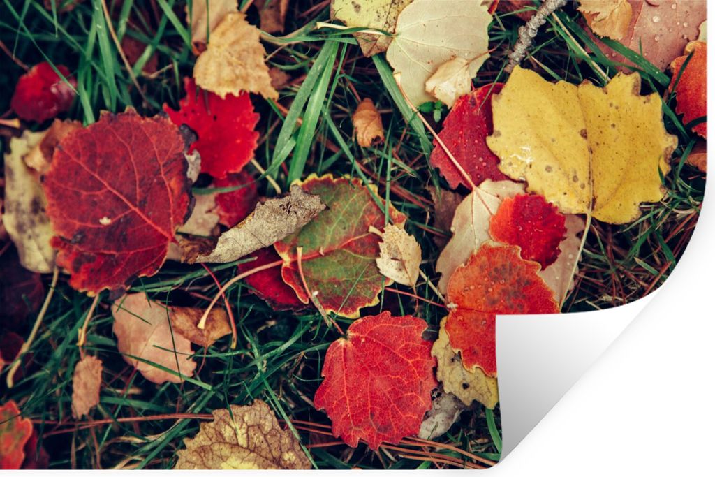 MuchoWow Wandtattoo Wandsticker Wandaufkleber Blätter - November - Herbst - Natur 90x60 cm Selbstklebend und Repositionierbar - Aufkleber