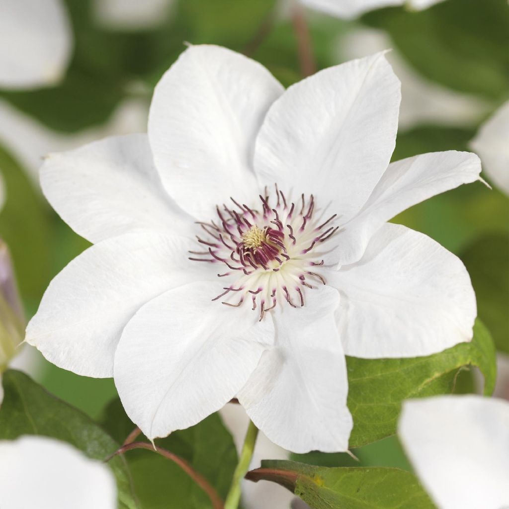 Clematis Miss Bateman 2 Pflanzen Ø11cm 40cm Rosa-Weiße Kletterpflanze Waldrebe
