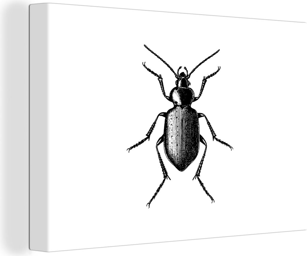 OneMillionCanvasses - Leinwandbilder - 140x90 cm, Käfer - Tiere - Vintage - Schwarz und weiß, Wandbilder Kunstdruck Wanddekoration - Foto auf L...