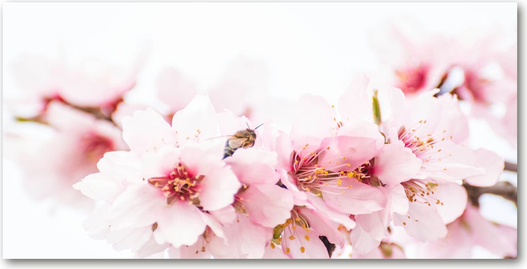 Tulup Leinwandbild - 140x70 cm - Wandkunst - Drucke auf Leinwand - Leinwanddruck - Blumen & Pflanzen - Rosa - Kirschblüten