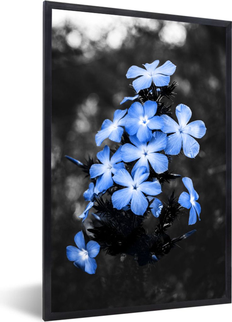 MuchoWow MuchoWow Gerahmtes Poster Blumen - Schwarz - Weiß - Blau 40x60 cm - Poster mit zchwarzem Bilderrahmen - Papierdruck - Wandbilder