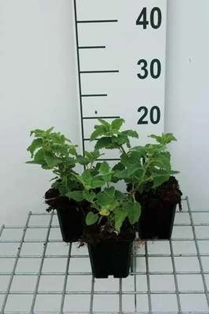Plante Résistante à la Sécheresse : 6 Teucrium Paradise Delight 9x9 cm