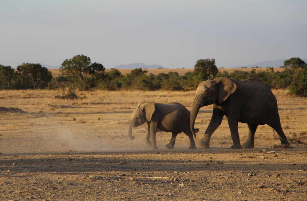 hansepuzzle 76027 - Elefanten Puzzle, 500 Teile, Tierwelt, 46,0 x 30,0cm mit hochwertiger Aufbewahrung, Kartonbox und wiederverschließbarem Beutel