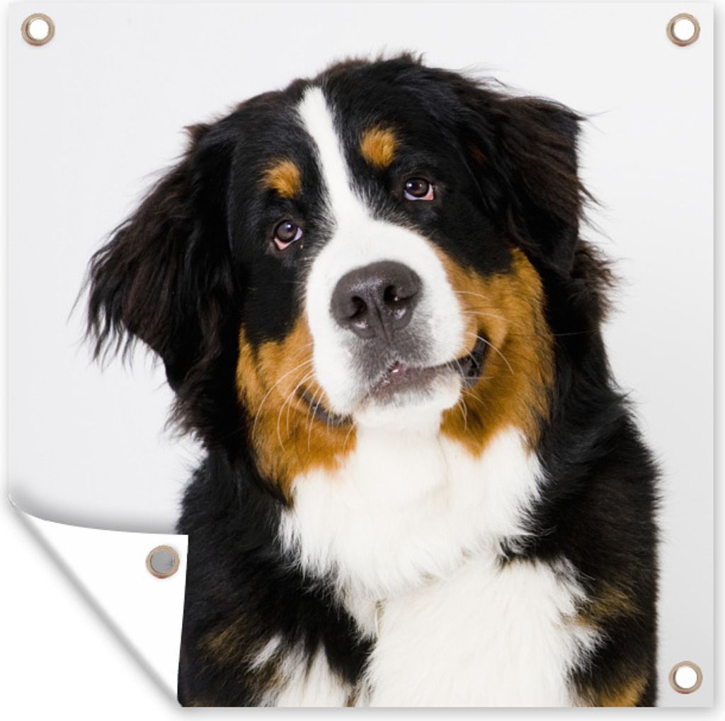 MuchoWow 50x50 cm Outdoor-Poster Gartendeko Sichtschutz Garten Poster für den Garten Porträtfoto eines Berner Sennenhundes