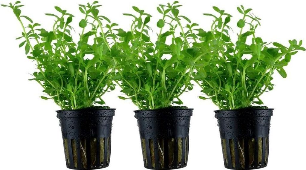 Aquarium Pflanze 3 Stück Bacopa monnieri 'Compact' AquaOne Nr.344A Set Aquascape