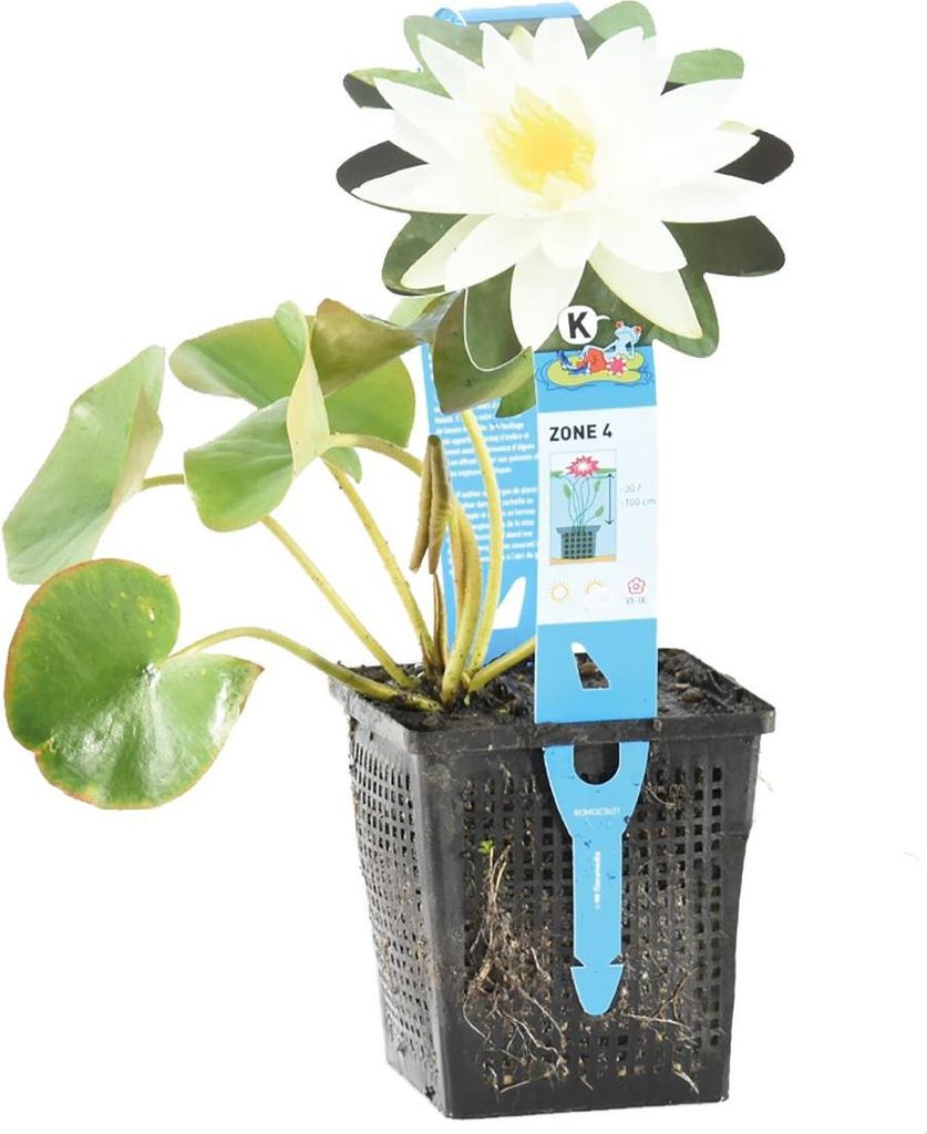 Bloomique - Nymphaea Marliacea Albida - Grzybienie wodne - Zdjęcie produktu 