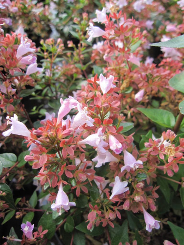 Abelia grandiflora Rasperry Profusion S - Abelie Rasperry Profusion S 30-40cm