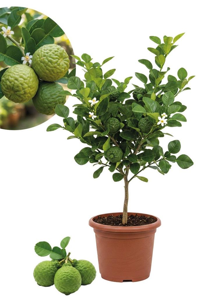 Enseleits Kaffir Limette - Kaffir Limettenbaum ca. 70 cm Produktbild 