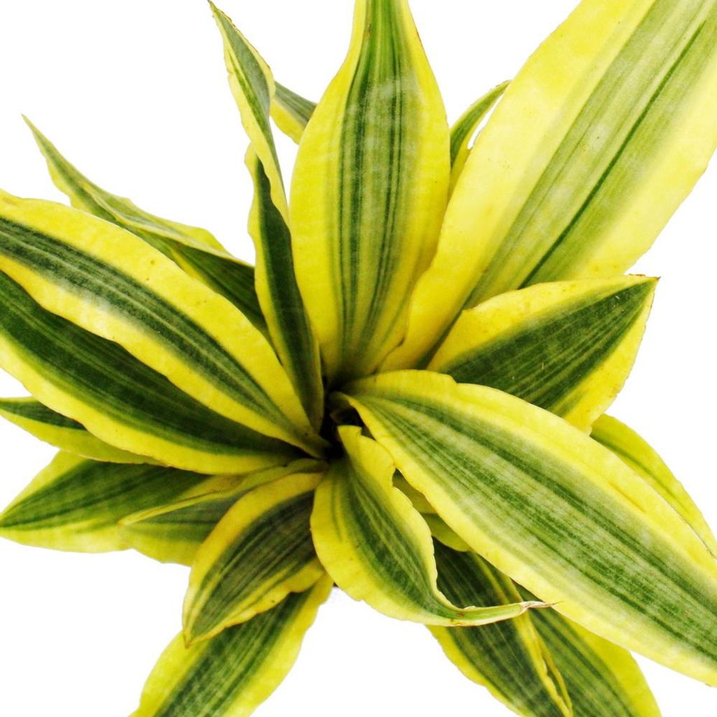 Sansevieria aubrytiana "Yellowstone" - Goldener Bogenhanf