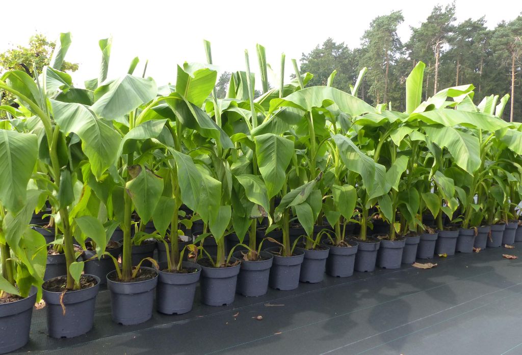 Bananenstaude Banane Musa Basjoo 140 - 170 cm winterhart Produktbild 