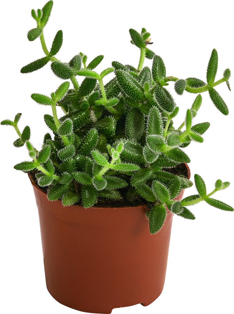 Dehner Gurkenpflanze, Delosperma echinatum, Sukkulente mit fleischigen und behaarten Blättern, ca. 20 cm inkl. Pflanztopf, Ø Topf 12 cm, Zimmerpf...