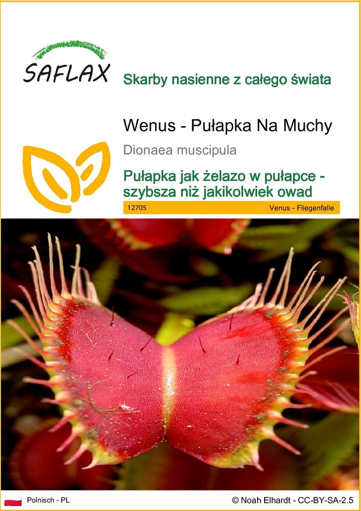SAFLAX - Wenus - Pułapka Na Muchy - 10 Nasiona - Dionaea Zdjęcie produktu 