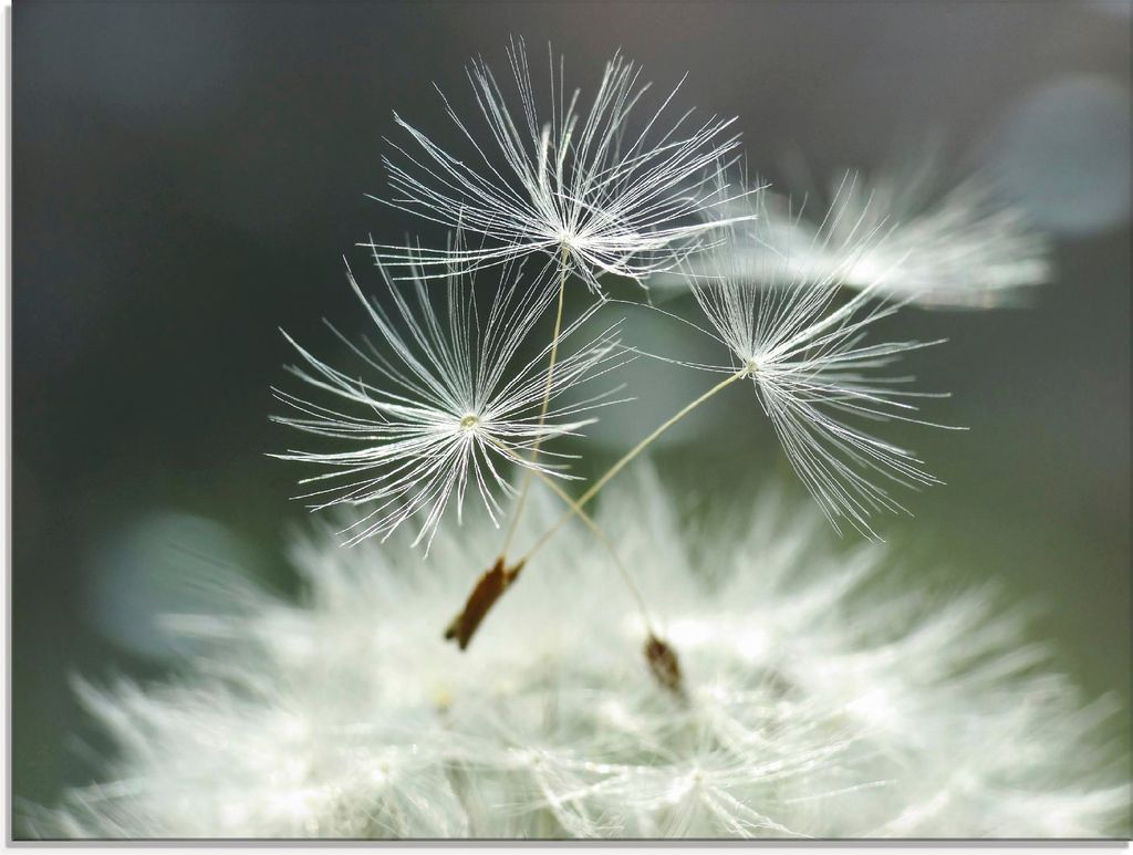 ARTland Glasbild Pusteblume Facility Größe: 60x45 cm