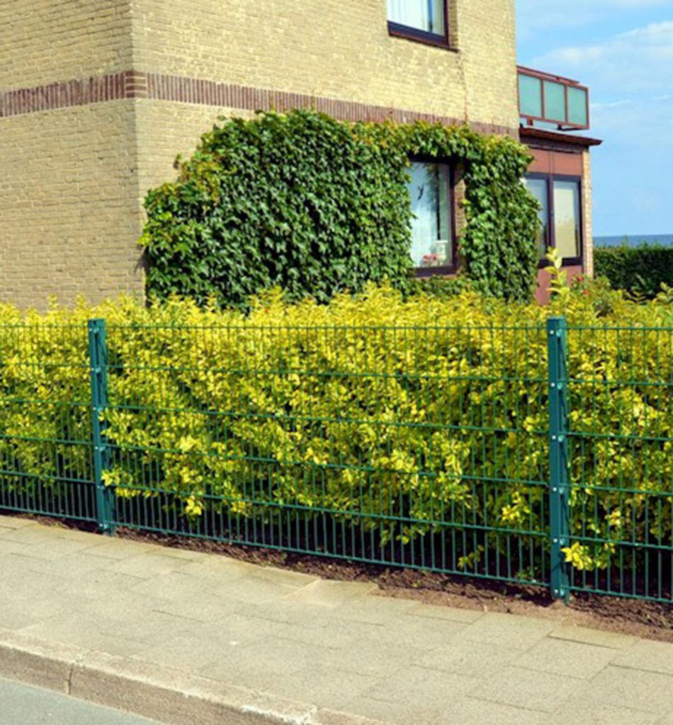 Ovalblättrige Liguster ´AUREUM´ 40-50 cm, Cont. 1 l Produktbild 