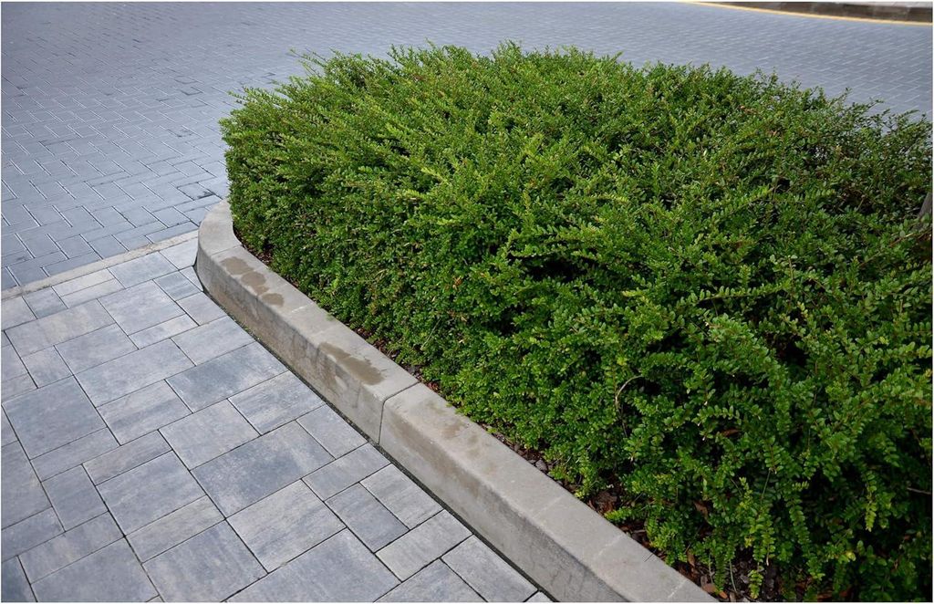 Stauden Gänge 50 x Lonicera pileata - Böschungsmyrthe - Dichtes Grün für perfekte Bodendecker-Lösungen - Immergrün / Bodendecker