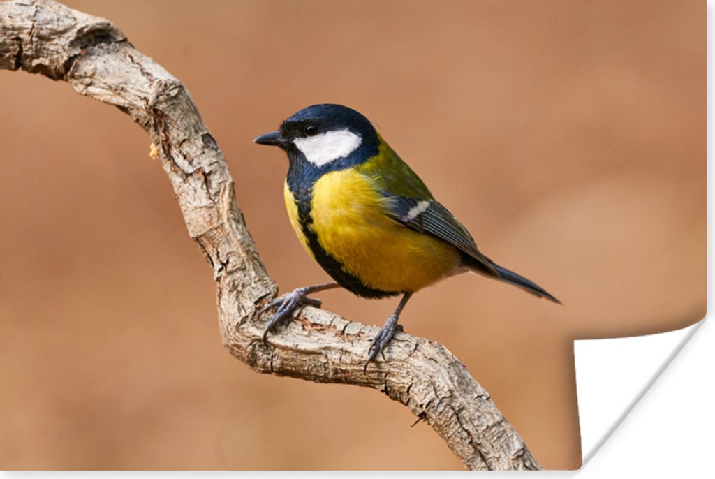 MuchoWow Poster Vogel - Kohlmeise - Zweige 30x20 cm - Plakate - Print