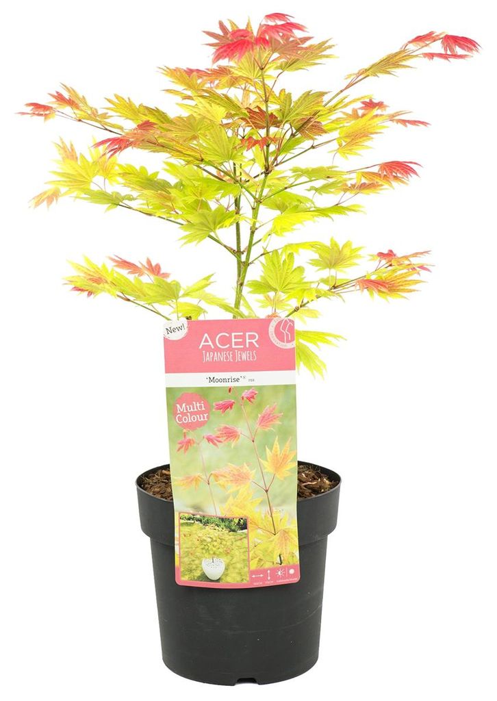 Bloomique - Acer Shirasawanum 'Moonrise' - Érable du Japon Image du produit 