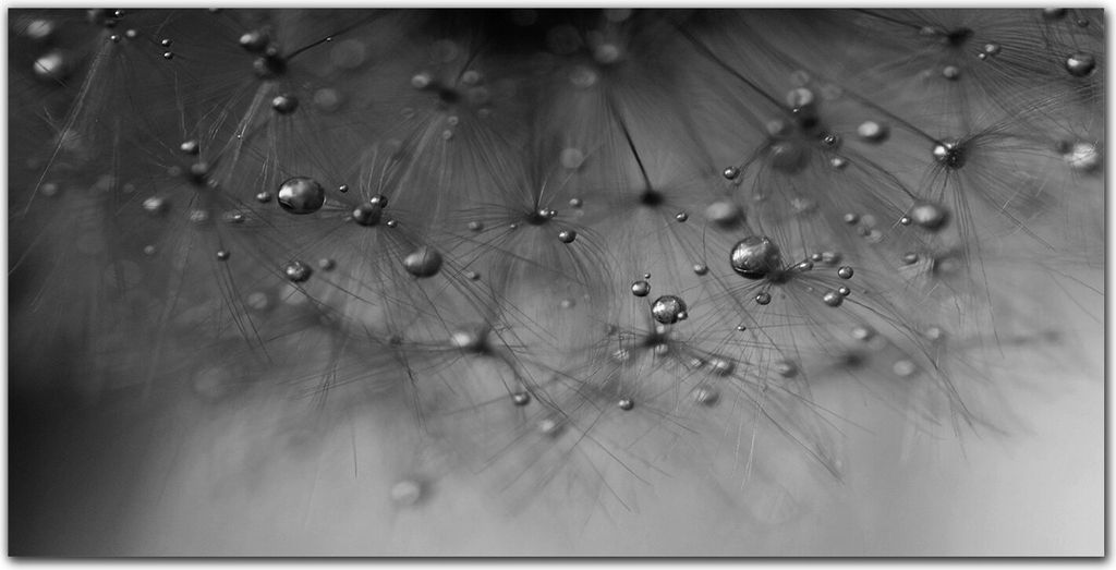 Coloray Bild aus Acryl 140 cm x 70 cm - Küche Wanddekoration Dekoration Wohnzimmer Gehärtetes Acryl Bild auf Acrylglas - Dandelion Wasser