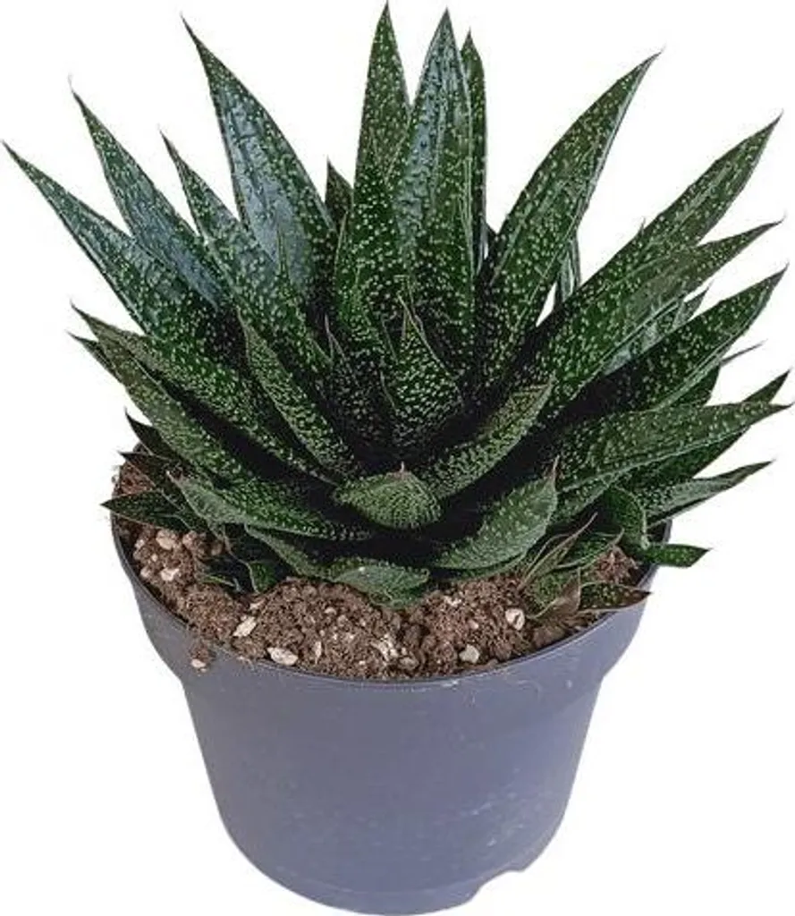 Gasteria d'Due 17 cm - Plante d'intérieur succulente facile à cultiver